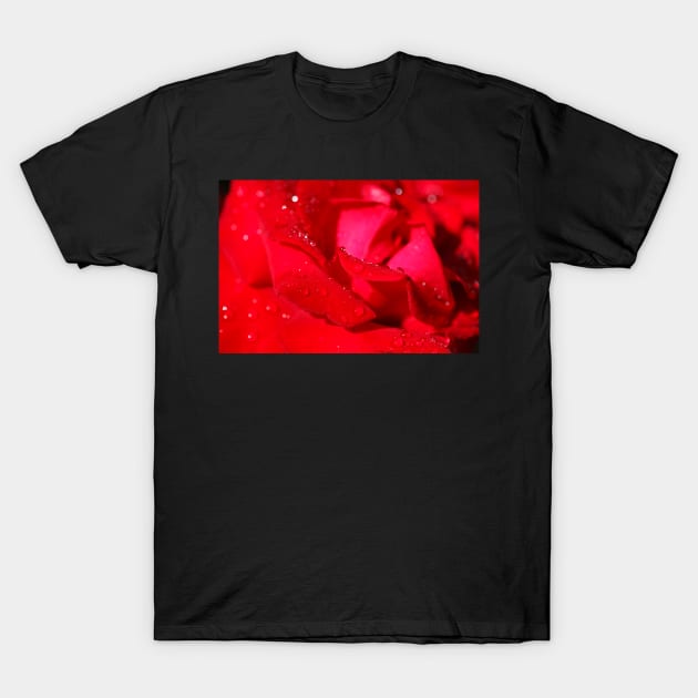 Red Hybrid Tea, Rose, Dewdrops, Flower T-Shirt by Kruegerfoto